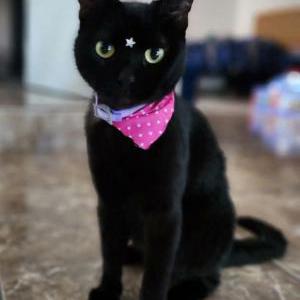Lost Cat Mamba
