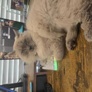 Lost Cat Milo