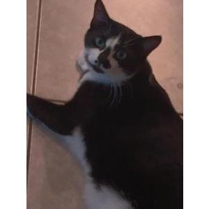 Lost Cat Rhea