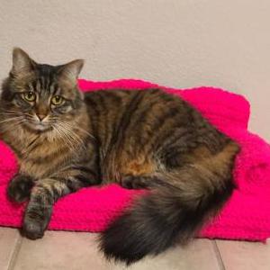 Image of Farrah, Lost Cat