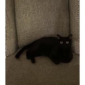 Image of Chocolate, Lost Cat