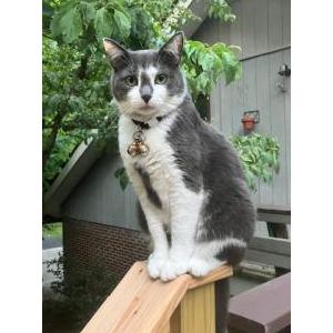 Lost Cat Cash
