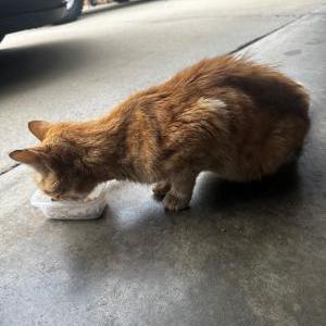 Image of UNKNOWN, Found Cat