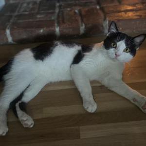 Image of Ansel, Lost Cat