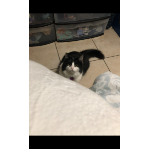 Image of Juliette, Lost Cat