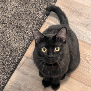 Image of Porchie, Lost Cat