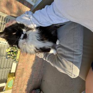 Lost Cat Zuri