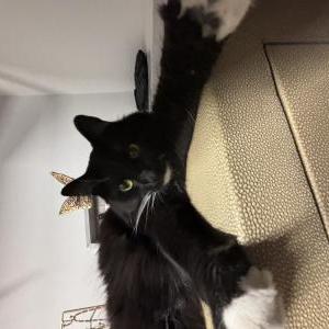 Image of Kitty, Lost Cat