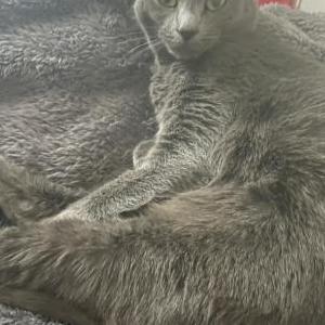 Lost Cat Boo