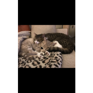 Image of Baby, Lost Cat
