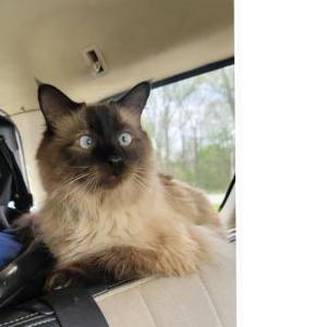 Lost Cat Maggie