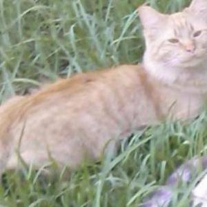 Image of Enie, Lost Cat