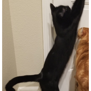 Image of Charlie, Lost Cat