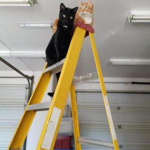 2nd Image of Charlie, Lost Cat