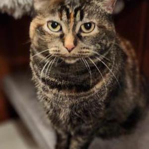 Lost Cat Hazel
