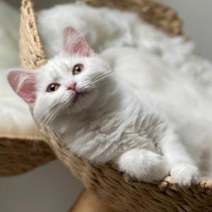 Lost Cat Luna