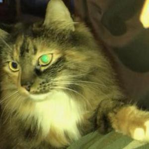 Lost Cat Molly