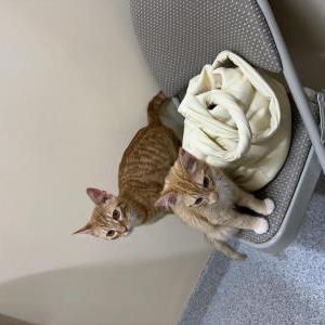 Image of Unknown, Found Cat
