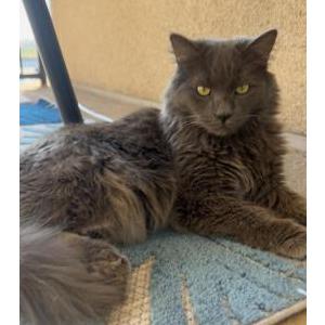 Image of Zeus, Lost Cat