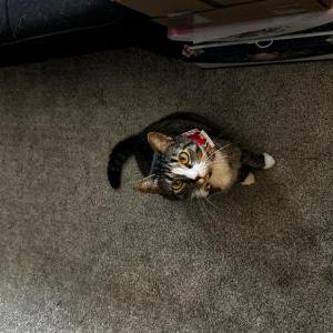 Lost Cat Sweetie