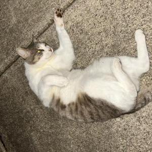 Found Cat unknown