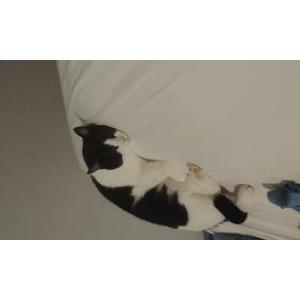 Lost Cat Hera