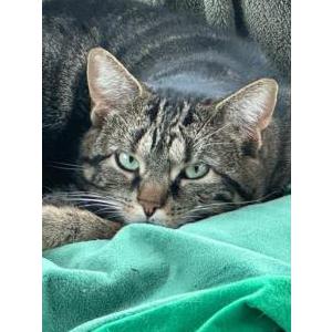 Image of Missy, Lost Cat