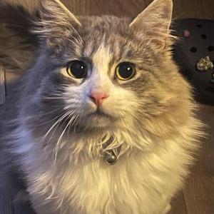 Lost Cat Storm