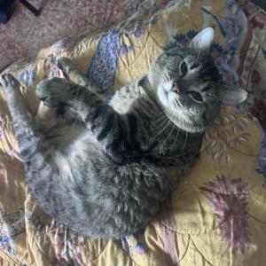 Lost Cat Sasha