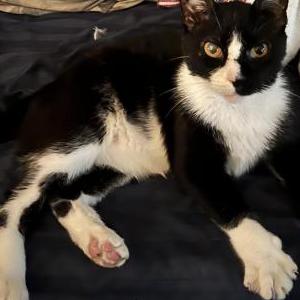 Lost Cat Loki