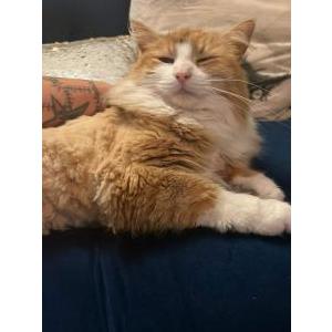 Image of Tinka, Lost Cat