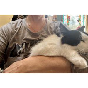 Lost Cat Gizmo