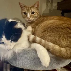 2nd Image of Gizmo, Lost Cat