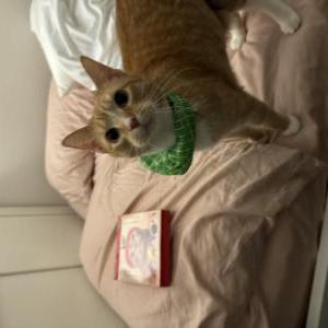 Lost 2 Apple (WA)