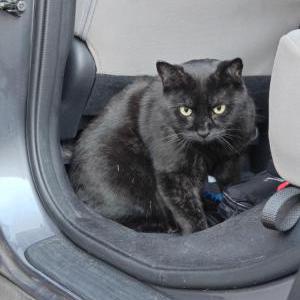 Lost Cat Lucky