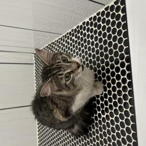 Image of Unknown, Found Cat
