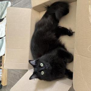 Image of Winnie, Lost Cat