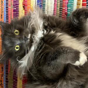 Lost Cat Cosmo