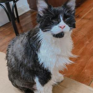 Image of Inyoung, Lost Cat