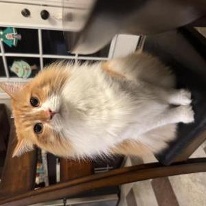 Image of BubuRyleigh, Lost Cat