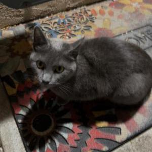 Found Cat Unknown