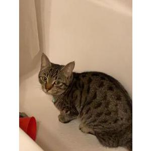 Lost Cat Daisy