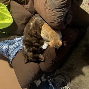 Lost Cat Pancack