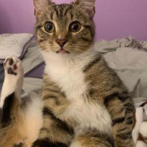 Image of Shayla, Lost Cat