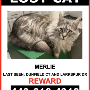 Lost Cat Merlie