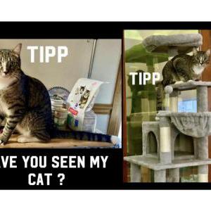 Lost Cat Tipp