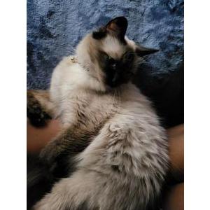 Image of Pepper, Lost Cat
