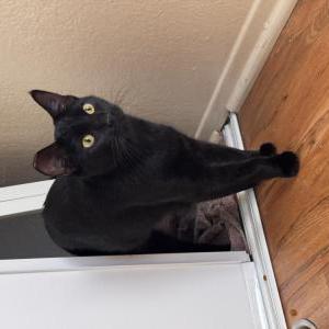 Image of Sydney, Lost Cat