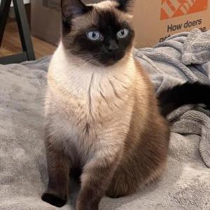 Lost Cat Sunshine