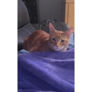 Image of Hocus, Lost Cat